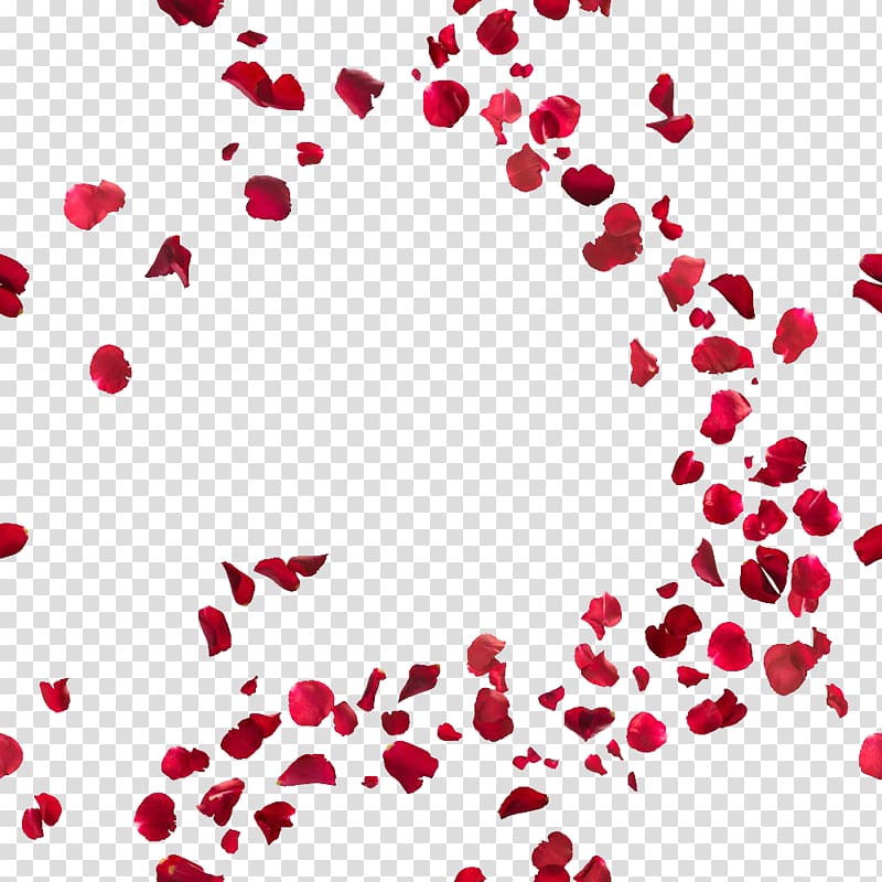 rose petals , Beverly Hills T-shirt Se fossi qui con me questa sera Luragano di un batter dali , Rose petal transparent background PNG clipart