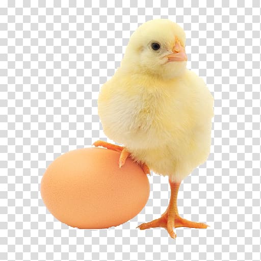 Plymouth Rock chicken Egg foo young Chicken or the egg Poultry, Egg transparent background PNG clipart