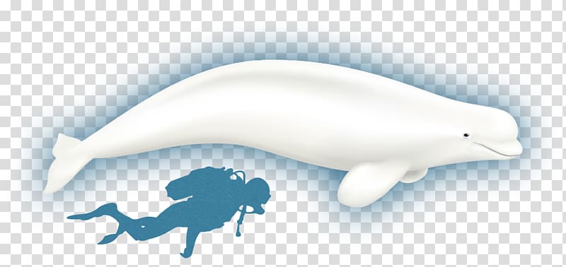 Tucuxi Common bottlenose dolphin Beluga whale Sperm whale Baffin Bay, others transparent background PNG clipart