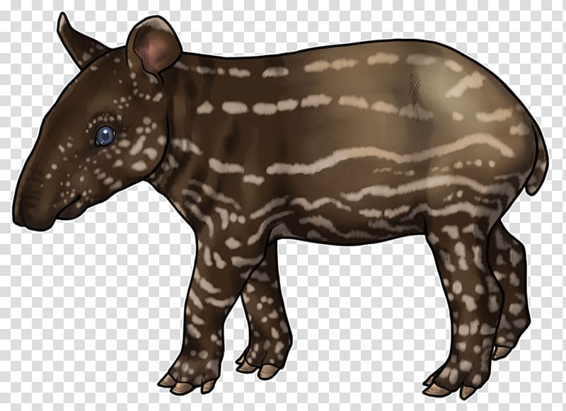 Tapir Snout Terrestrial animal Fur Carnivora, others transparent background PNG clipart