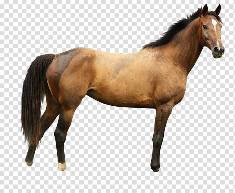 Marwari horse White , Horse transparent background PNG clipart