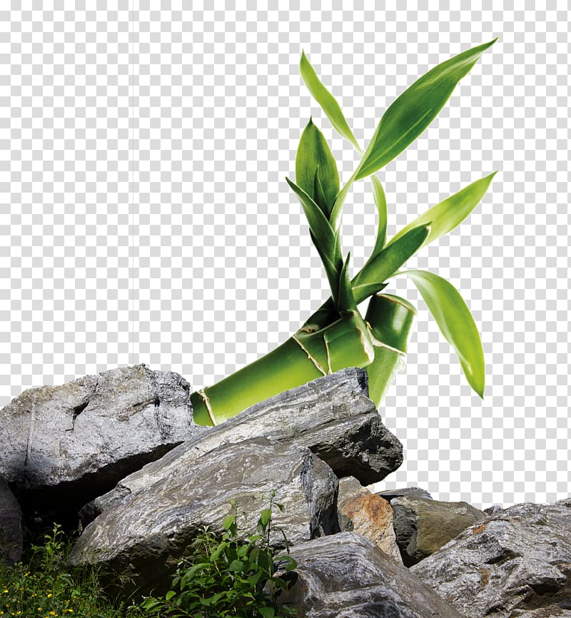 Rock , Green leaves next to stone transparent background PNG clipart