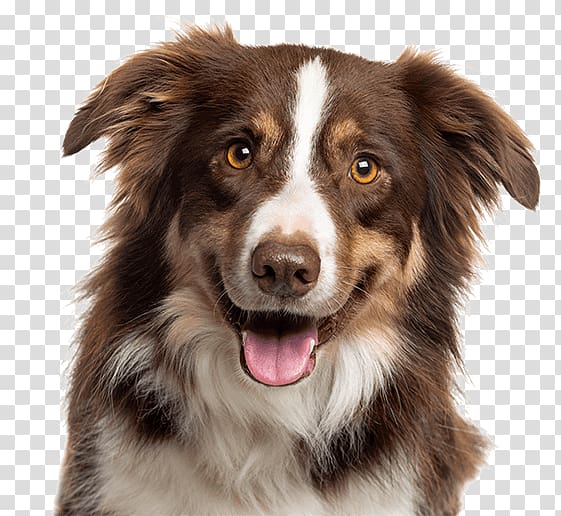 Border Collie Rough Collie German Shepherd Poodle Dobermann, others transparent background PNG clipart