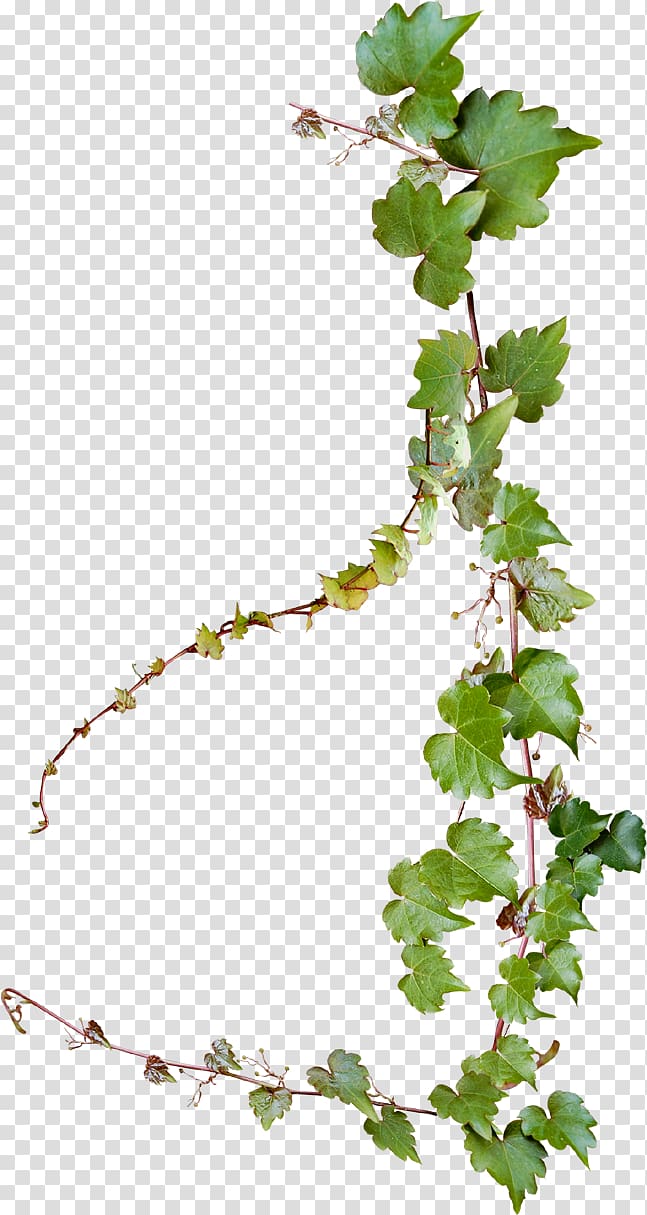 green vine plant , Common Grape Vine , Creative grape vines design transparent background PNG clipart