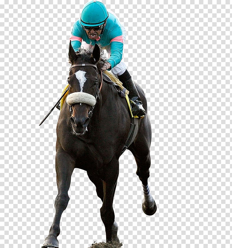 Horse racing Thoroughbred Jockey Breeders' Cup Classic, race horse transparent background PNG clipart