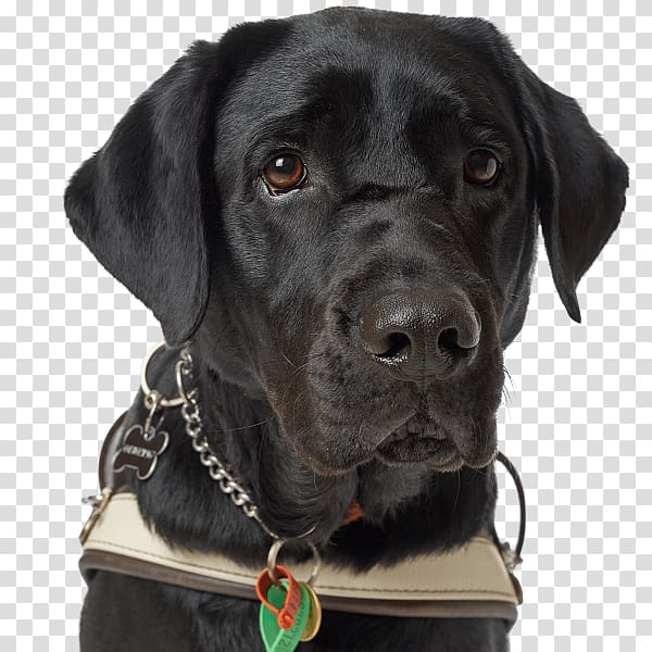 Labrador Retriever Dog breed Guide dog Dog collar Black dog, street breeze transparent background PNG clipart