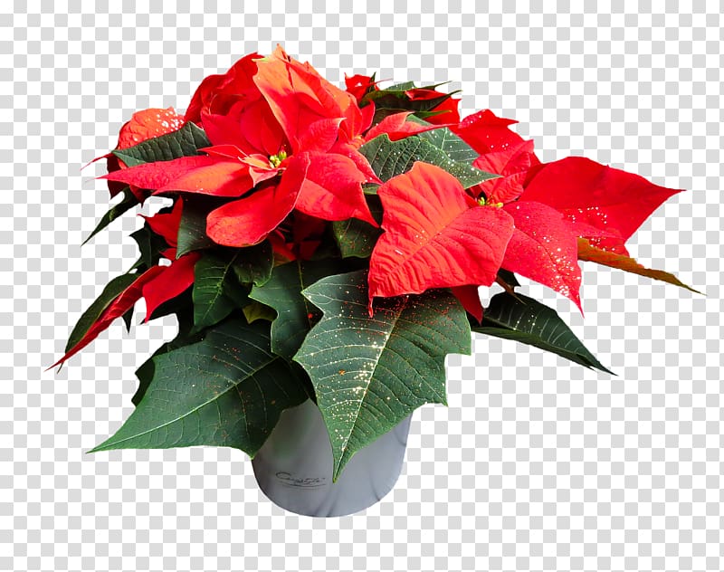 Portable Network Graphics Poinsettia resolution, Poinsettia transparent background PNG clipart