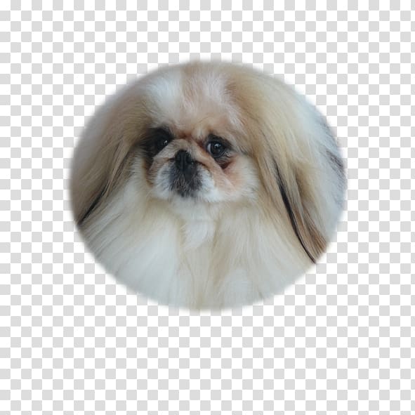 Tibetan Spaniel Pekingese Chinese Imperial Dog Japanese Chin Shih Tzu, puppy transparent background PNG clipart