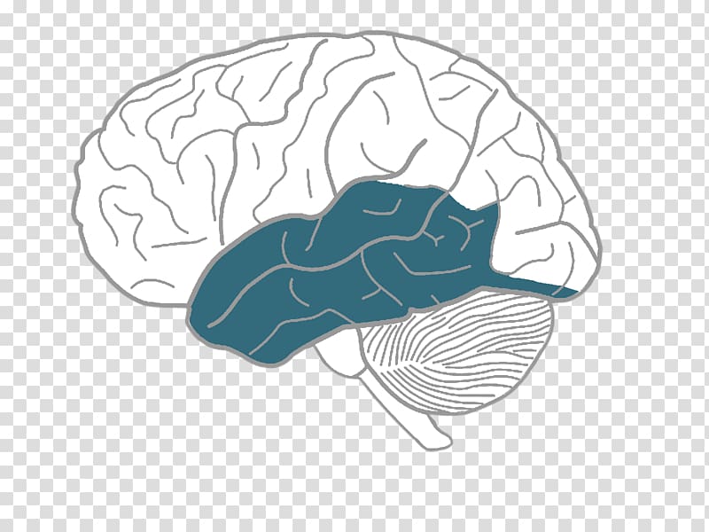 Human brain Drawing Sketch, on the brain transparent background PNG ...