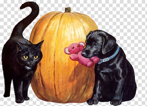 Black cat Dog Kitten Puppy, Cat transparent background PNG clipart