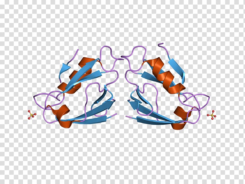 MAGI1 Membrane-associated guanylate kinase PDZ domain Glasses, others transparent background PNG clipart