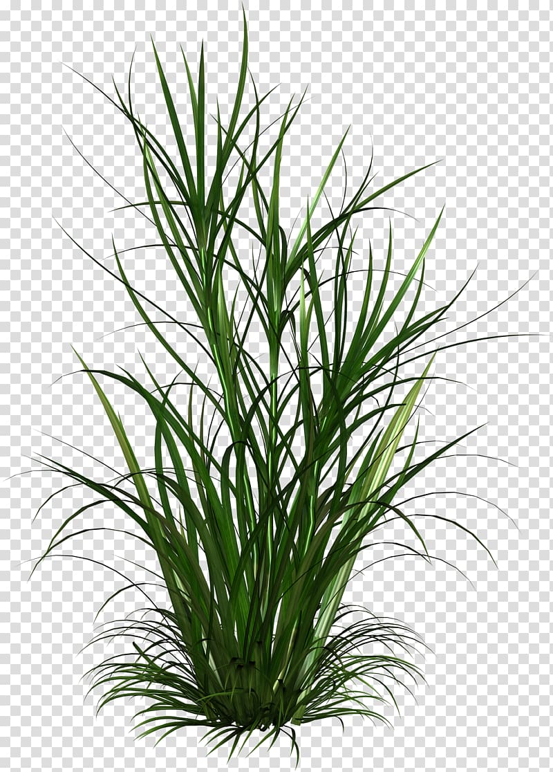 Born from Weeds & Rats , shrub plan transparent background PNG clipart