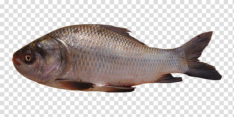 Tilapia Catla catla Carp Freshwater fish, others transparent background PNG clipart