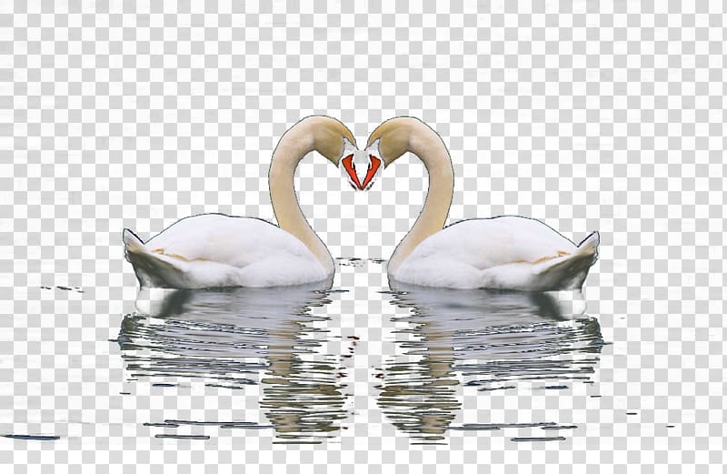 Cygnini Swan Lake, One pair of swans on the lake transparent background PNG clipart