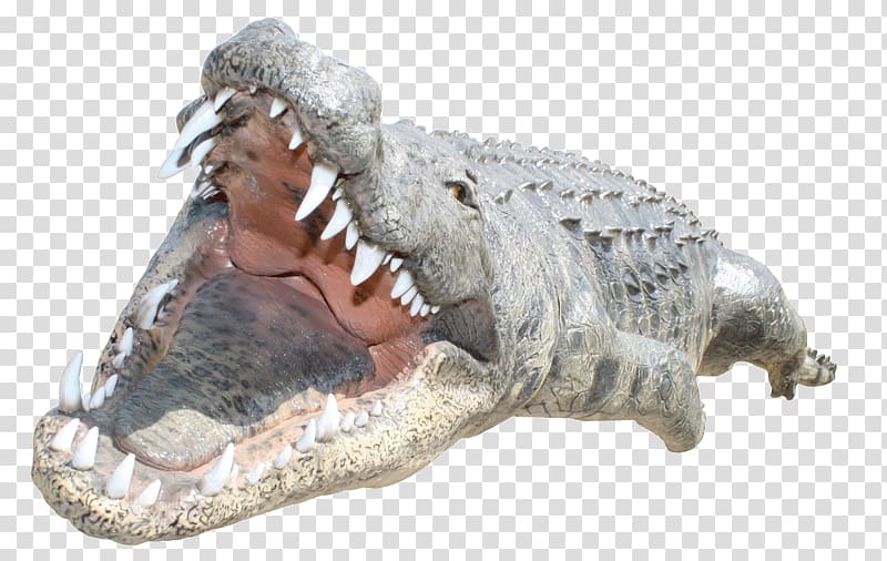 Crocodile transparent background PNG clipart