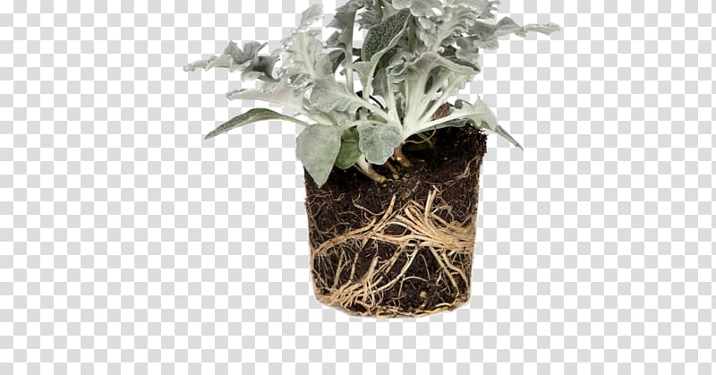 Silver ragwort Ragworts Plants Nutrient Soil, balcony flowers france transparent background PNG clipart