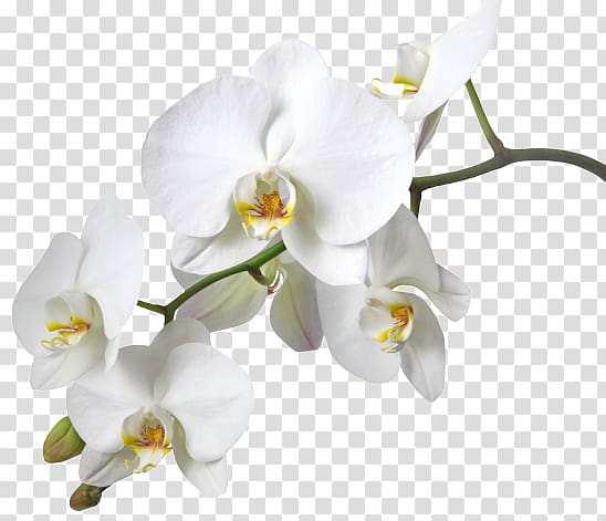 white orchids, Dendrobium Orchids Boat orchid Yellow, FLOR BLANCA transparent background PNG clipart