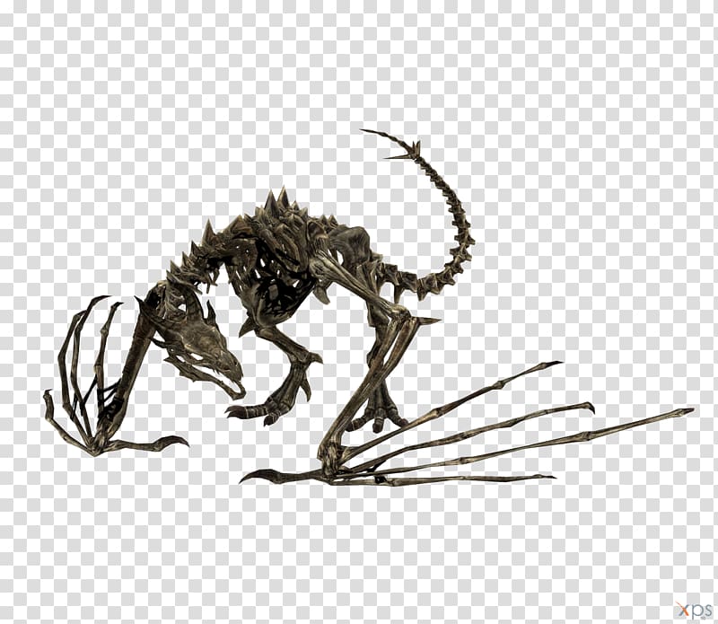 The Elder Scrolls V: Skyrim Skeleton Dragon Bone Nexus Mods, Skeleton transparent background PNG clipart