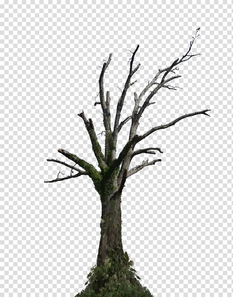Tree Root Branch Snag, dead transparent background PNG clipart