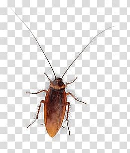 banded cockroach, Cockroach Top transparent background PNG clipart