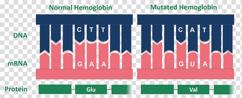 Sickle cell disease Glycated hemoglobin Point mutation, others transparent background PNG clipart