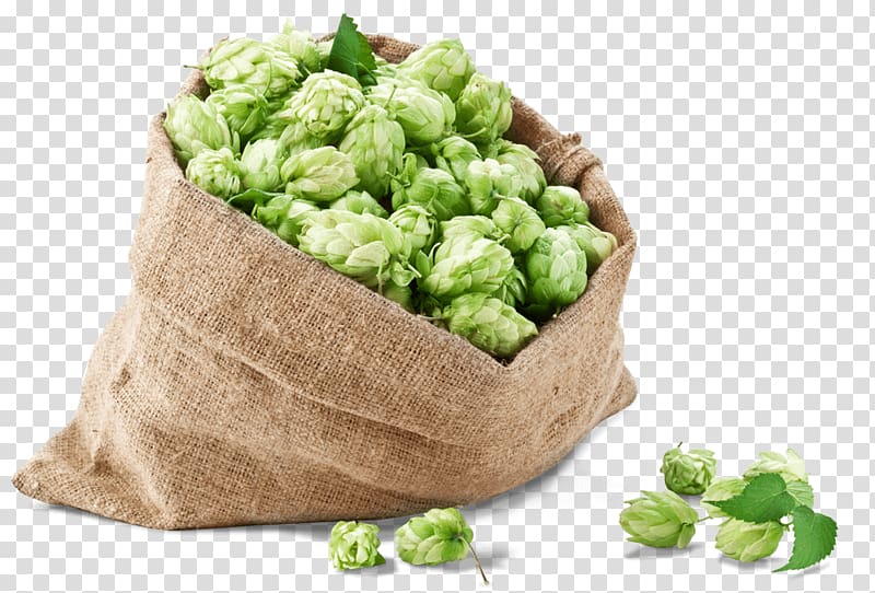 Beer Brewing Grains & Malts Common hop Conifer cone Hops, beer transparent background PNG clipart