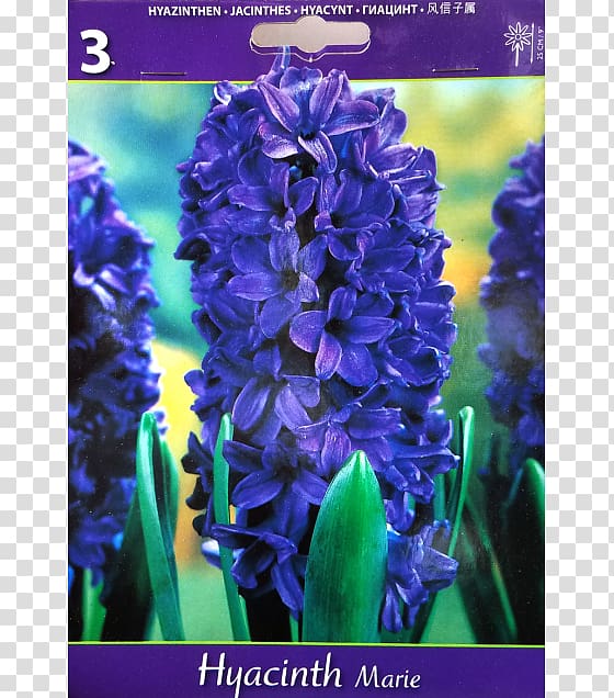 English lavender Hyacinth Violet Larkspur Common sage, violet transparent background PNG clipart