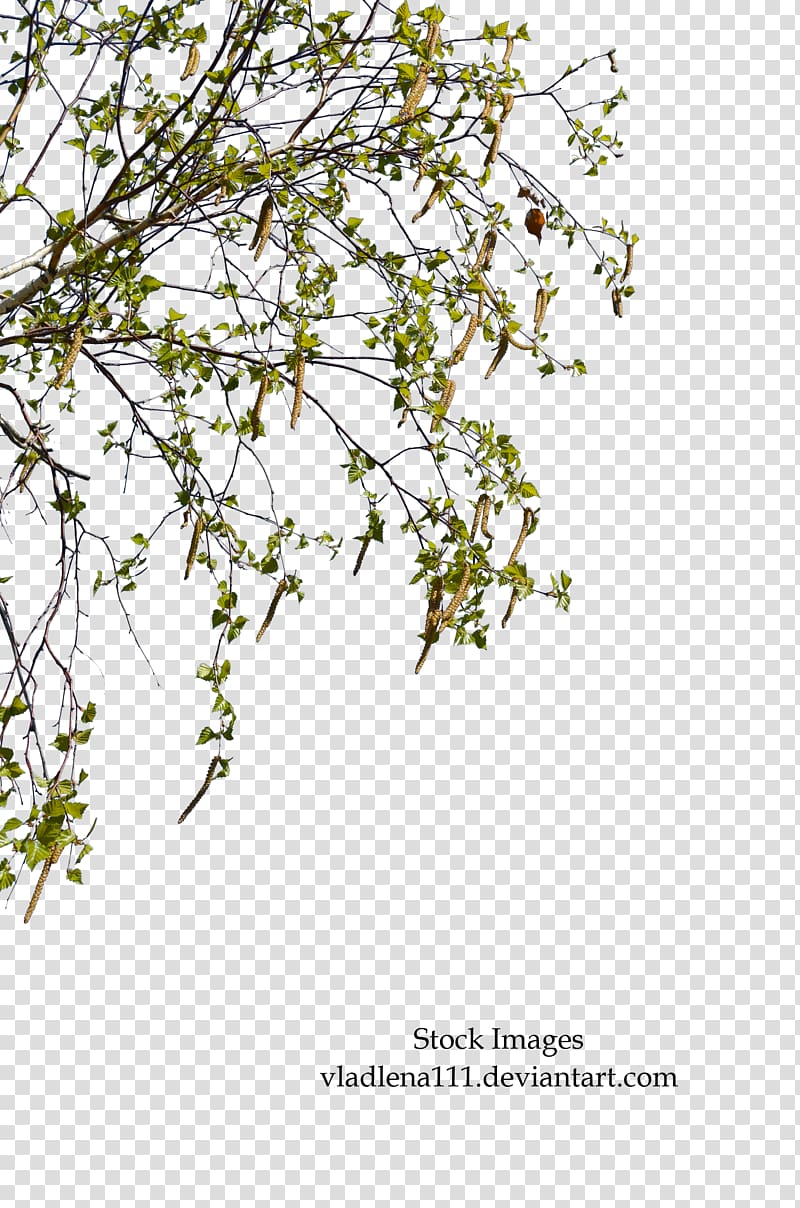 Paper birch Branch Tree Plant Twig, spring tree transparent background PNG clipart