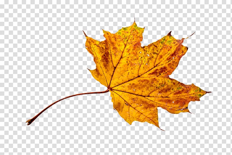 yellow maple leaf, Autumn Sycamore Leaf transparent background PNG clipart
