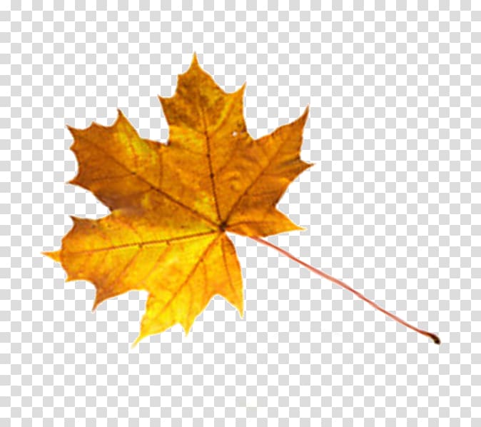 Maple leaf Drawer, folha transparent background PNG clipart