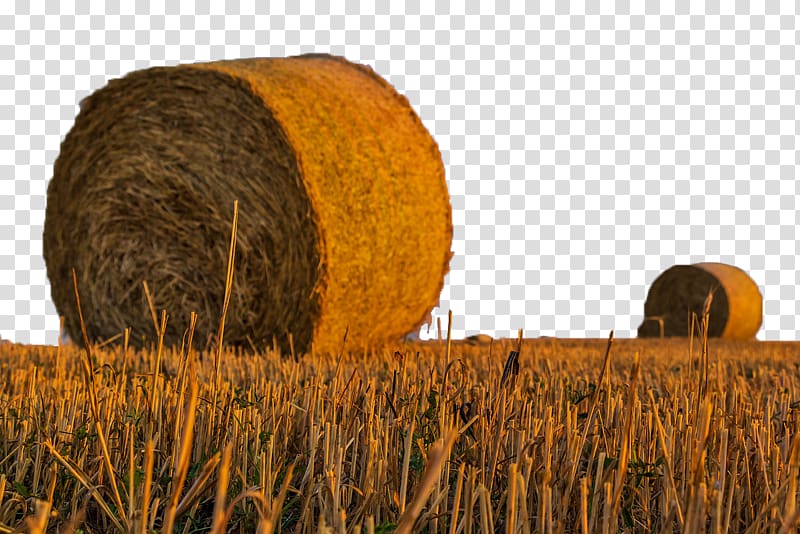 Harvest Agriculture Hay Field Farm, Wheat field transparent background PNG clipart