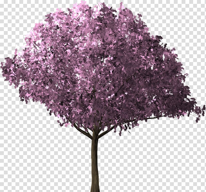 Tree of 40 Fruit Cherry blossom, apple tree transparent background PNG clipart