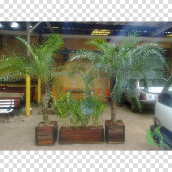 Arecaceae Property Landscaping Tree, Pousada Das Canoas transparent background PNG clipart