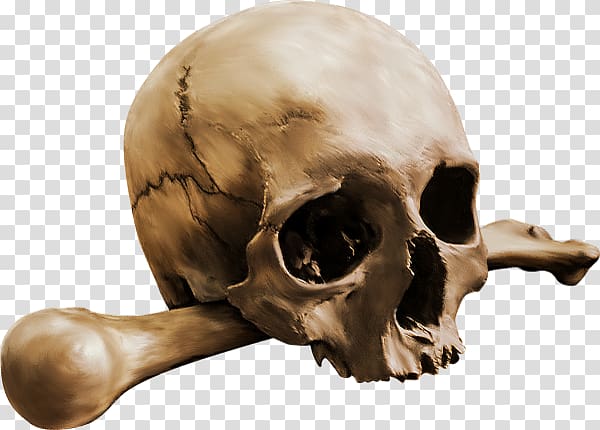 Human skull Calavera Bone Skeleton, Skull Crossbones transparent background PNG clipart