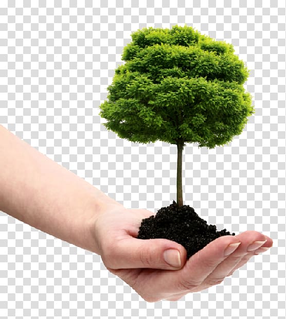 Dujets Tree Experts Inc. Tree planting Arborist Shrub, natural environment transparent background PNG clipart