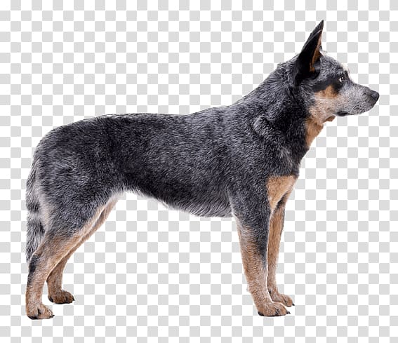 Australian Cattle Dog Australian Shepherd Bernese Mountain Dog Australian Kelpie Ariegeois, Cattle dog transparent background PNG clipart