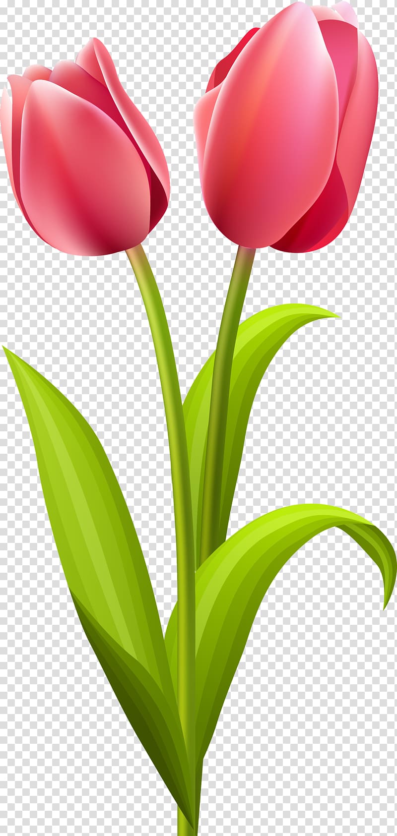 Tulip Flower bouquet , tulip transparent background PNG clipart