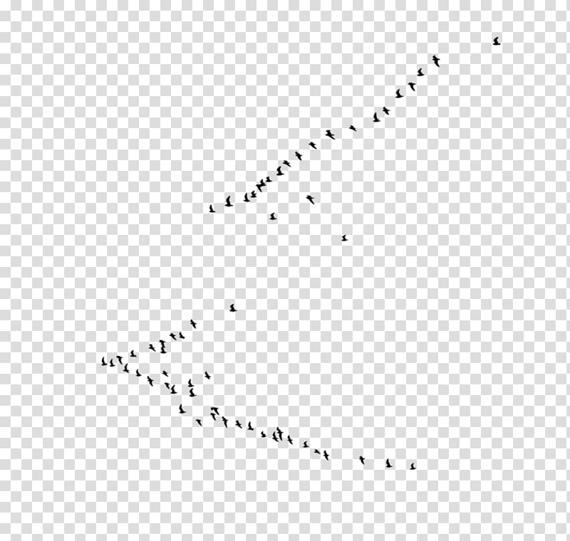 Bird Flock , flock transparent background PNG clipart