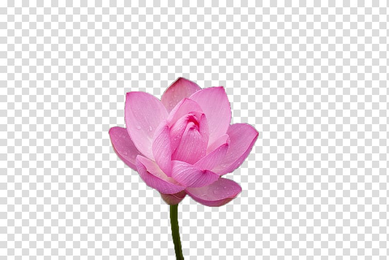 Pink Nelumbo nucifera Color, Blooming pink lotus transparent background PNG clipart