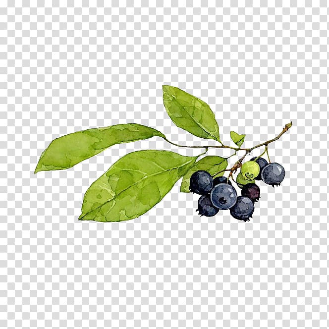 blueberries illustration, Blueberry pie Watercolor painting, Creative hand-painted cartoon blueberry twigs transparent background PNG clipart