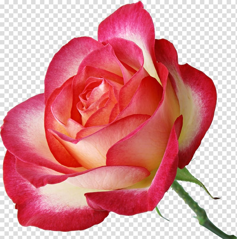 Garden roses Pink , Mary transparent background PNG clipart