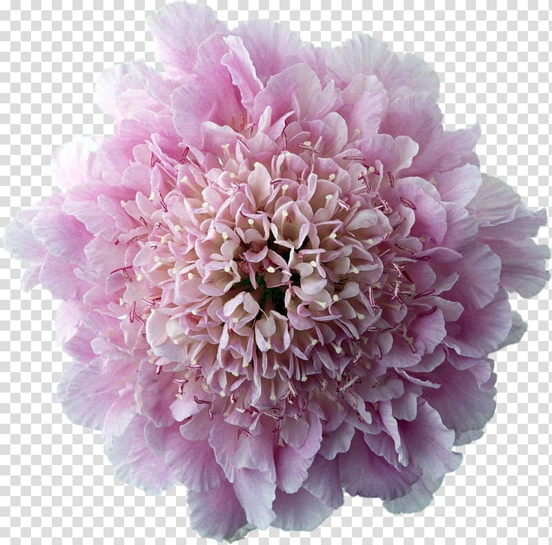Flower Desktop , chrysanthemum transparent background PNG clipart