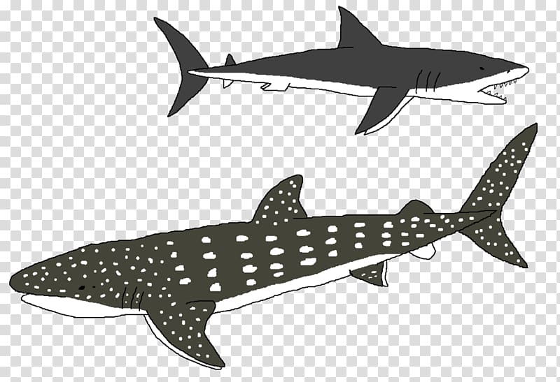 Tiger shark Squaliform sharks Requiem sharks Marine biology, tiger transparent background PNG clipart