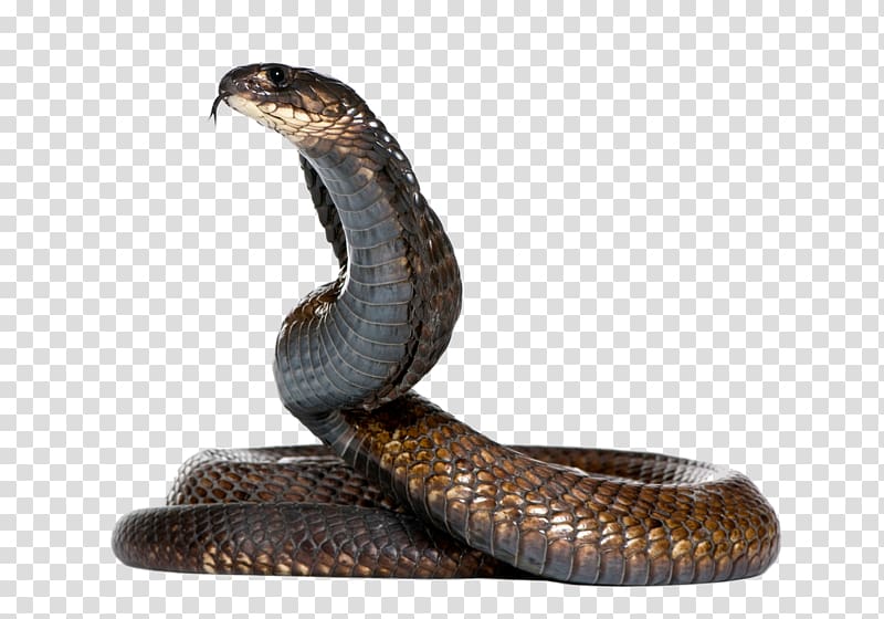 brown cobra, King cobra Snake, Snake Hd transparent background PNG clipart