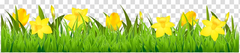 Daffodil , Free Grass transparent background PNG clipart
