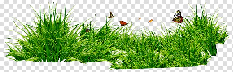 Lawn Desktop , трава transparent background PNG clipart