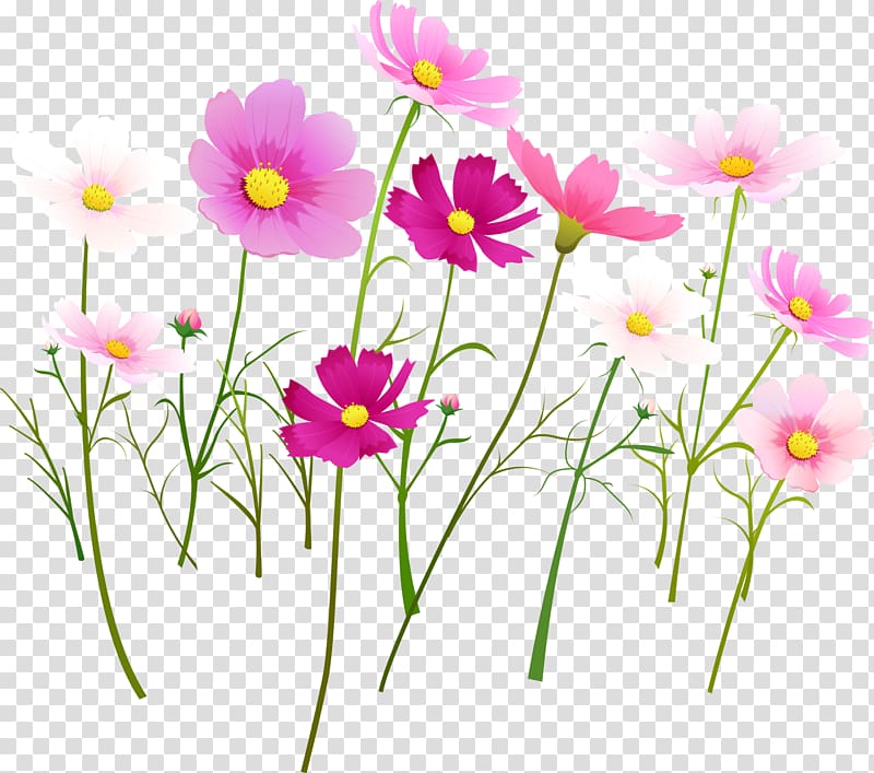 Flower Purple Garden roses Pink, Cosmos flower transparent background PNG clipart