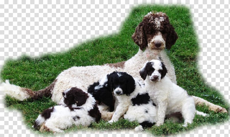 Standard Poodle Puppy Toy Poodle Miniature Poodle, puppy transparent background PNG clipart