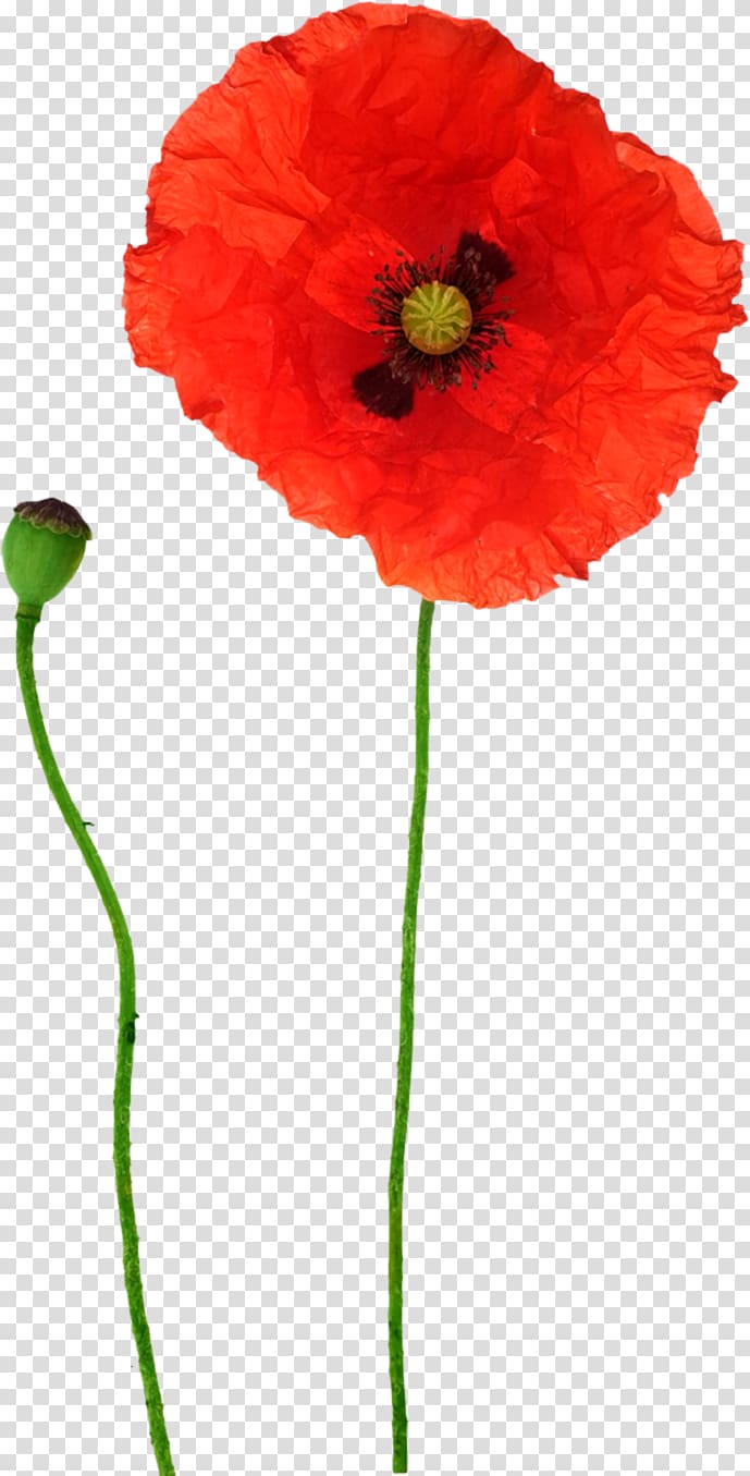 red petaled flowers, Opium poppy Flower Red, poppy transparent background PNG clipart