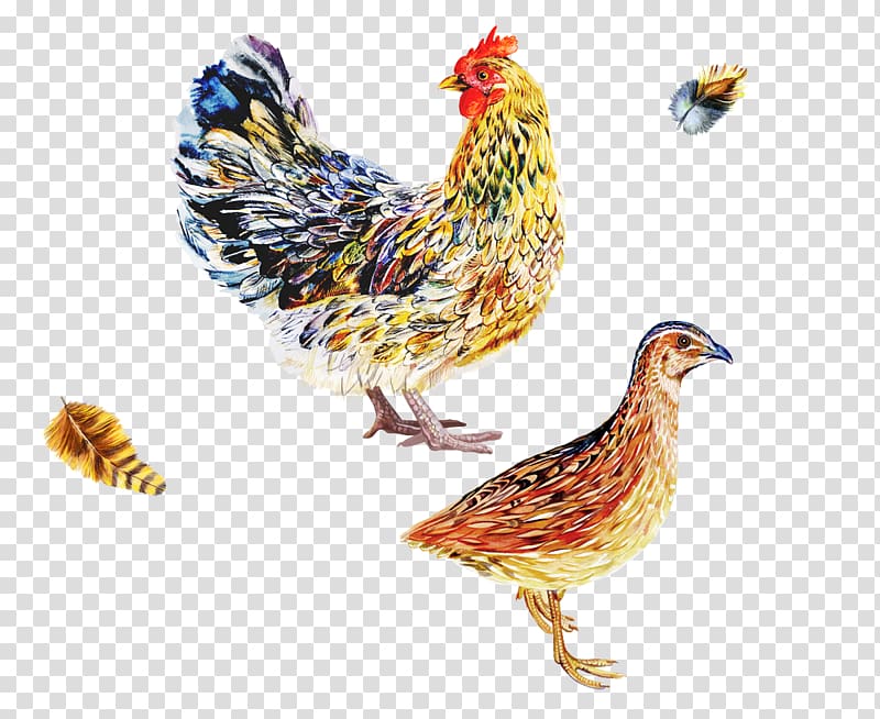 Chicken Bird Poultry Phasianidae Fowl, vis design transparent background PNG clipart